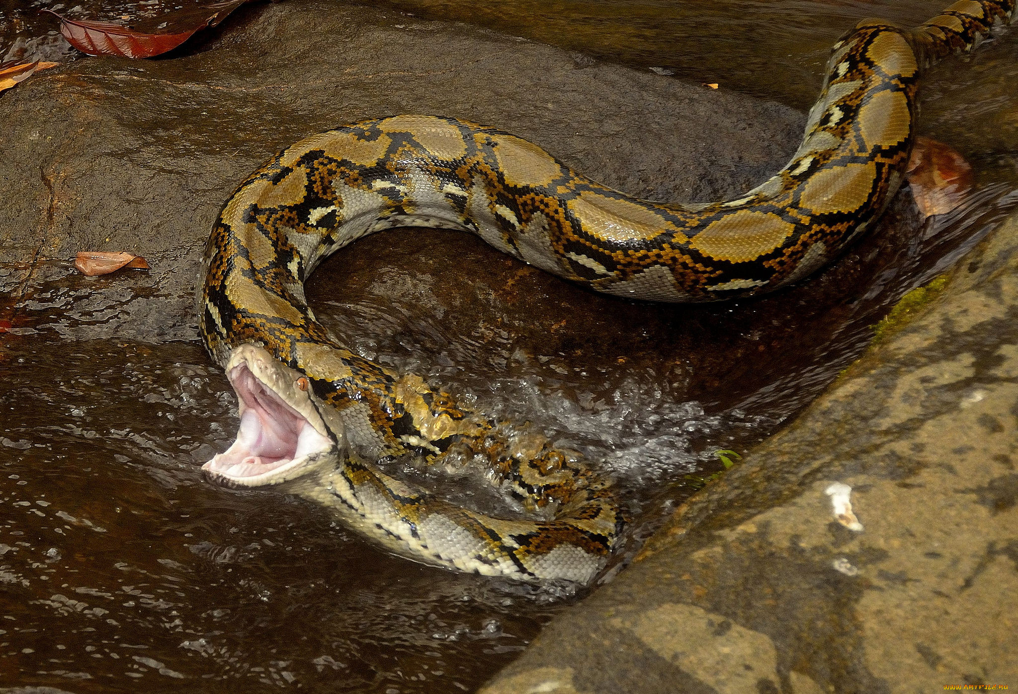 Snakes are longer. Анаконда змея. Сетчатый питон 10 метров. Удав сетчатый питон.